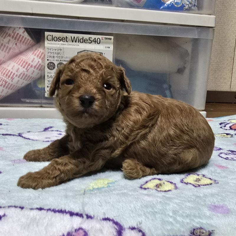 販売中の岡山県のトイプードル-425743の3枚目