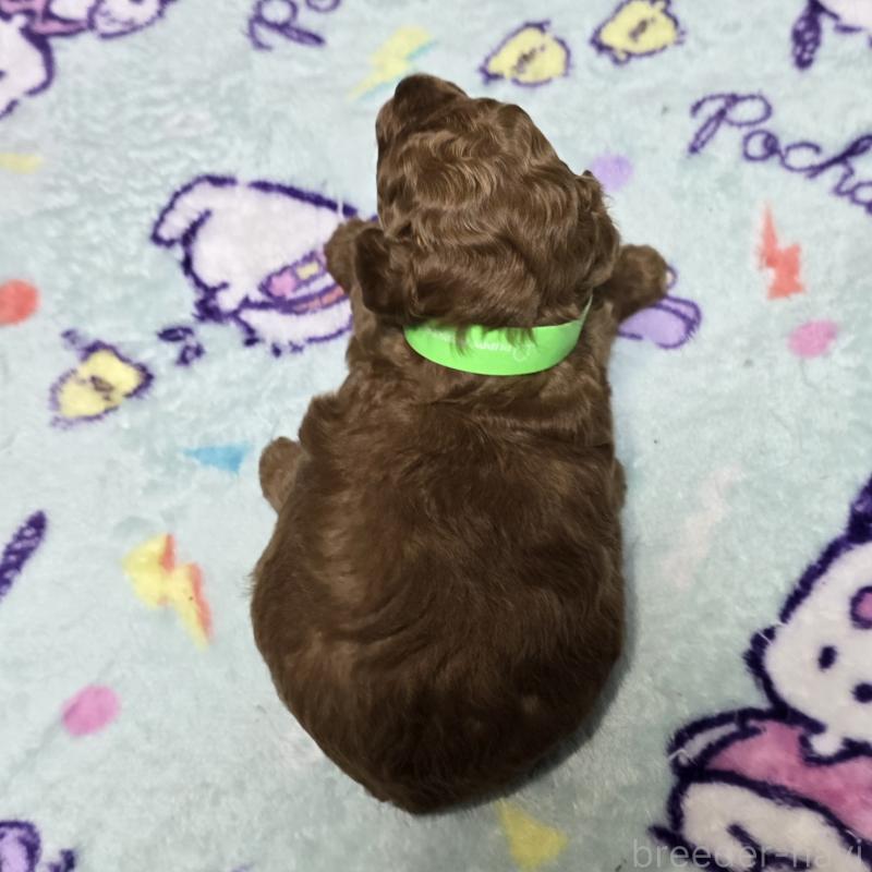 販売中の岡山県のトイプードル-425743の2枚目