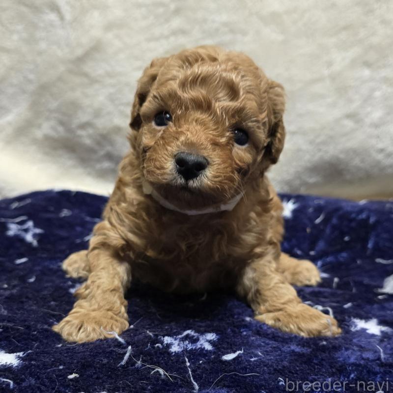 販売中の岡山県のトイプードル-425744の1枚目