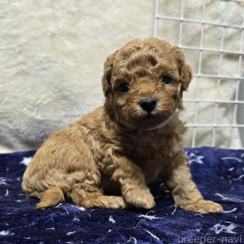 販売中の岡山県のトイプードル-425744の5枚目