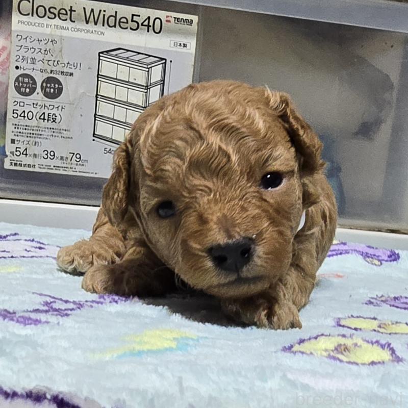 販売中の岡山県のトイプードル-425744の4枚目