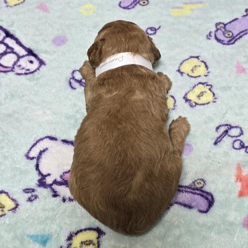 販売中の岡山県のトイプードル-425744の2枚目