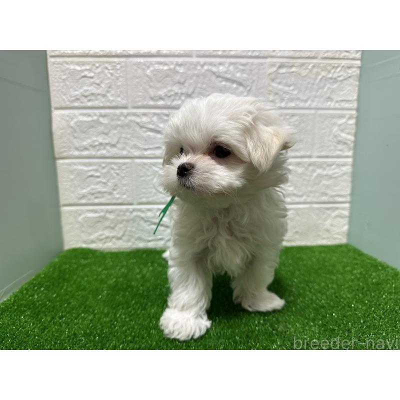 成約済の愛媛県のマルチーズ-421558の6枚目