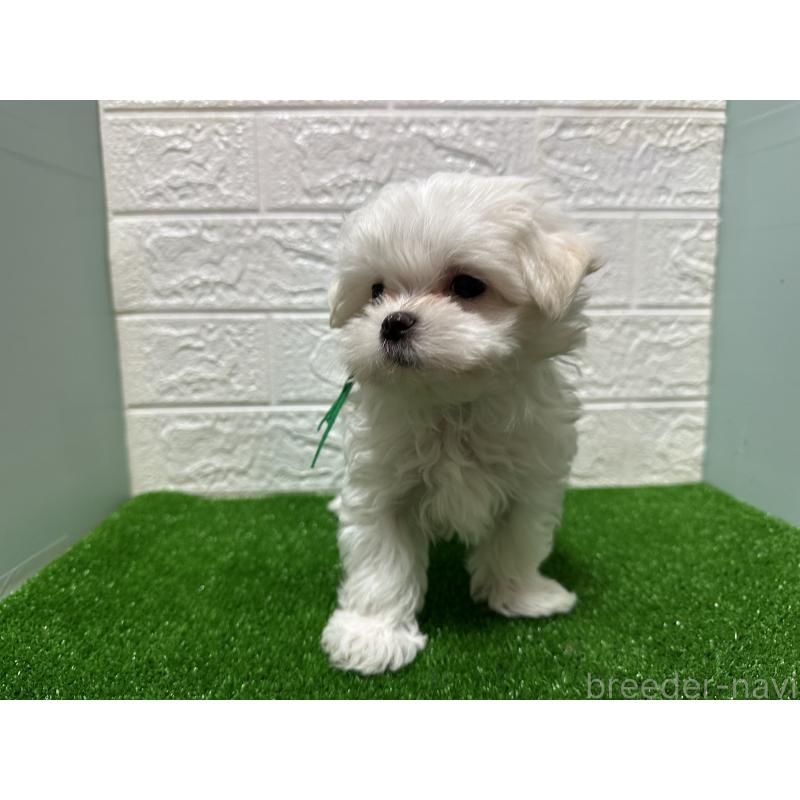 成約済の愛媛県のマルチーズ-421558の4枚目