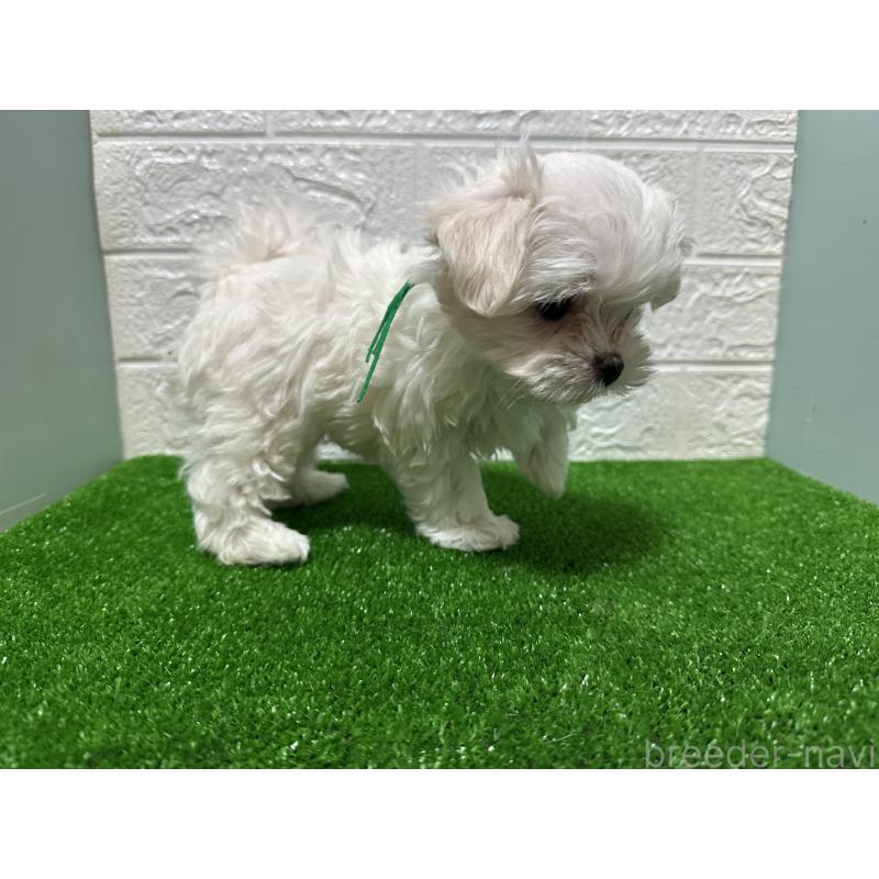 成約済の愛媛県のマルチーズ-421558の3枚目