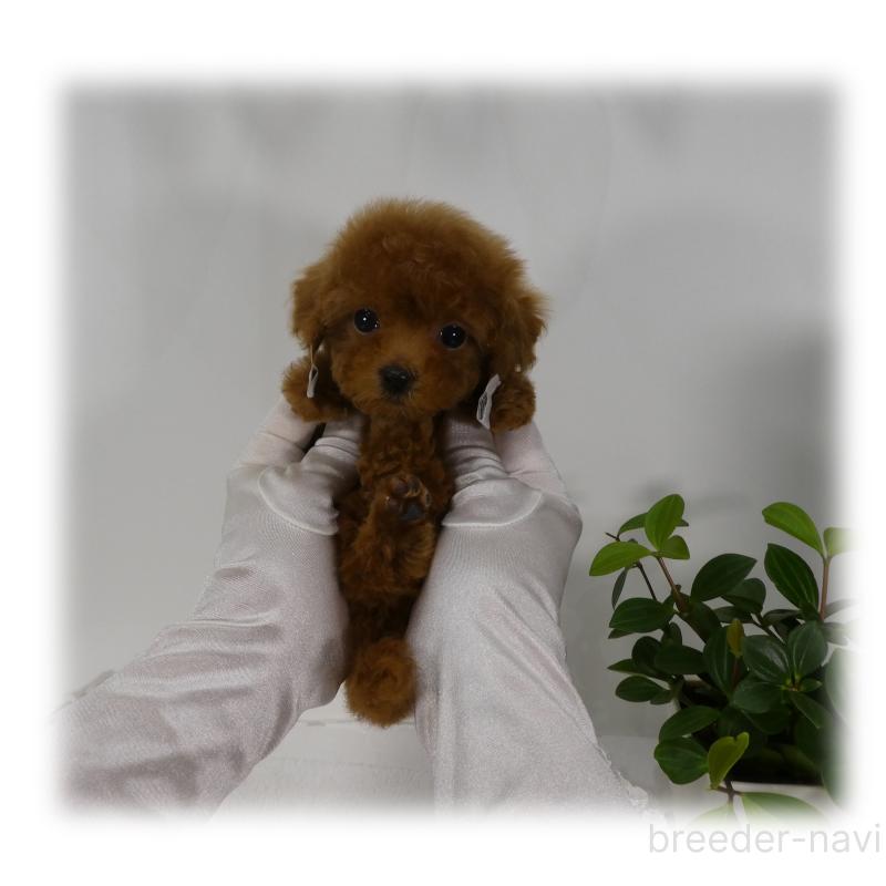 販売中の埼玉県のティーカッププードル-425745の12枚目