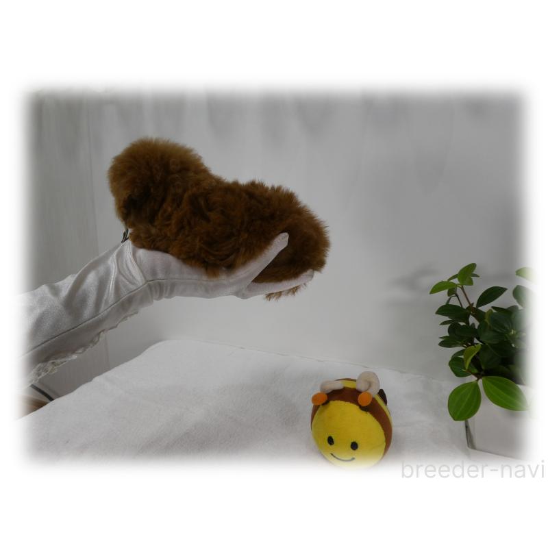 販売中の埼玉県のティーカッププードル-425745の10枚目