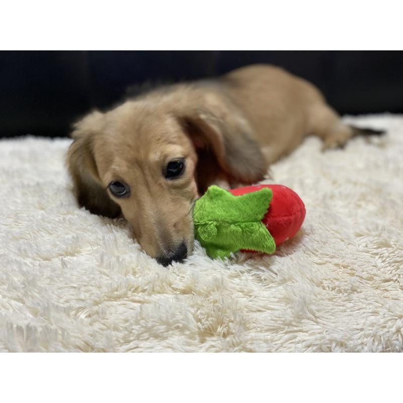 販売中の岐阜県のミニチュアダックスフンド(ロングヘアード)-406690の8枚目