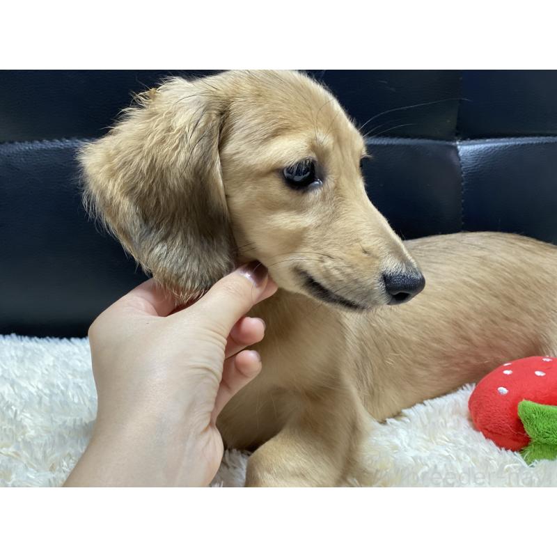 販売中の岐阜県のミニチュアダックスフンド(ロングヘアード)-406690の7枚目