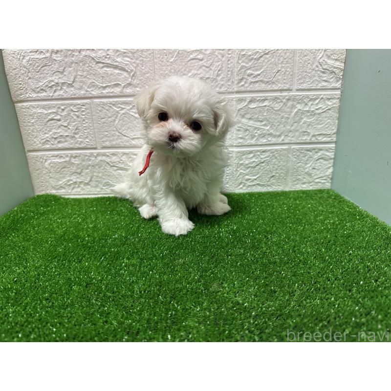 販売中の愛媛県のマルチーズ-425746の5枚目