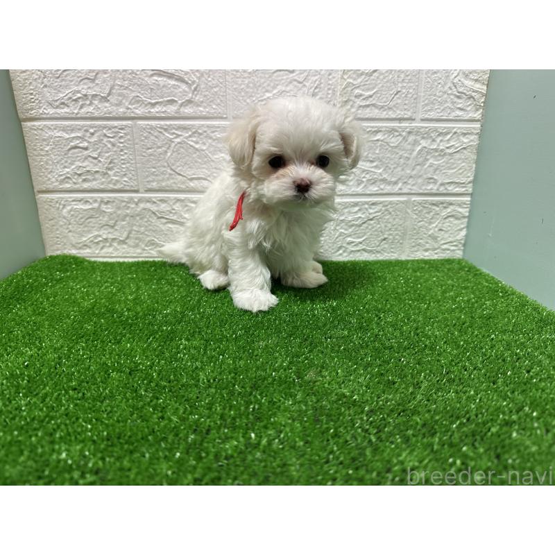 販売中の愛媛県のマルチーズ-425746の3枚目