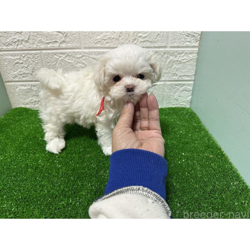 販売中の愛媛県のマルチーズ-425746の2枚目