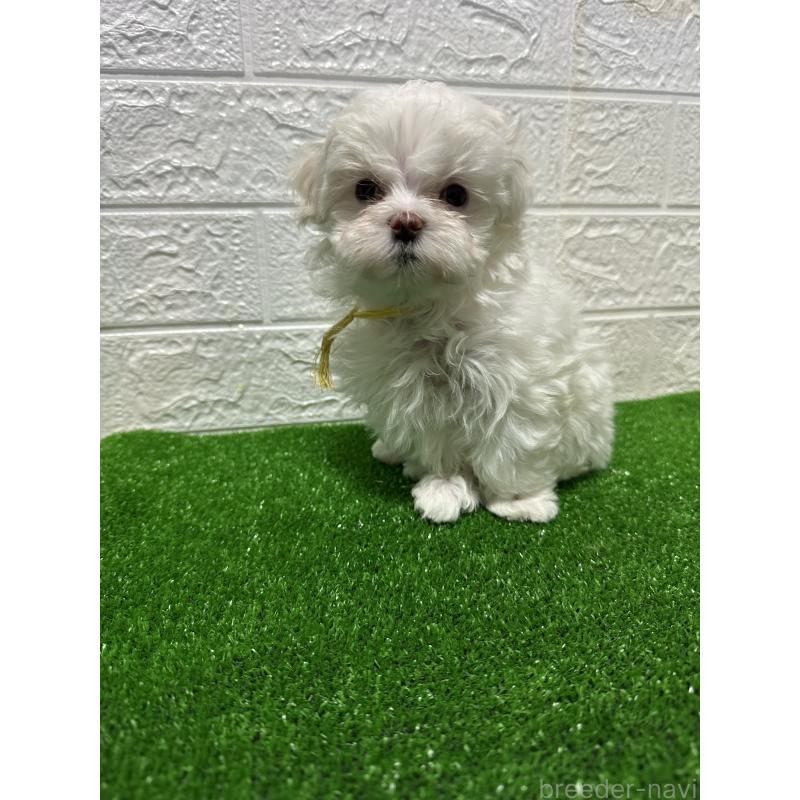 成約済の愛媛県のチワマル:チワワ×マルチーズ-424295の3枚目