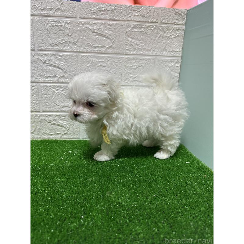 成約済の愛媛県のチワマル:チワワ×マルチーズ-424295の2枚目