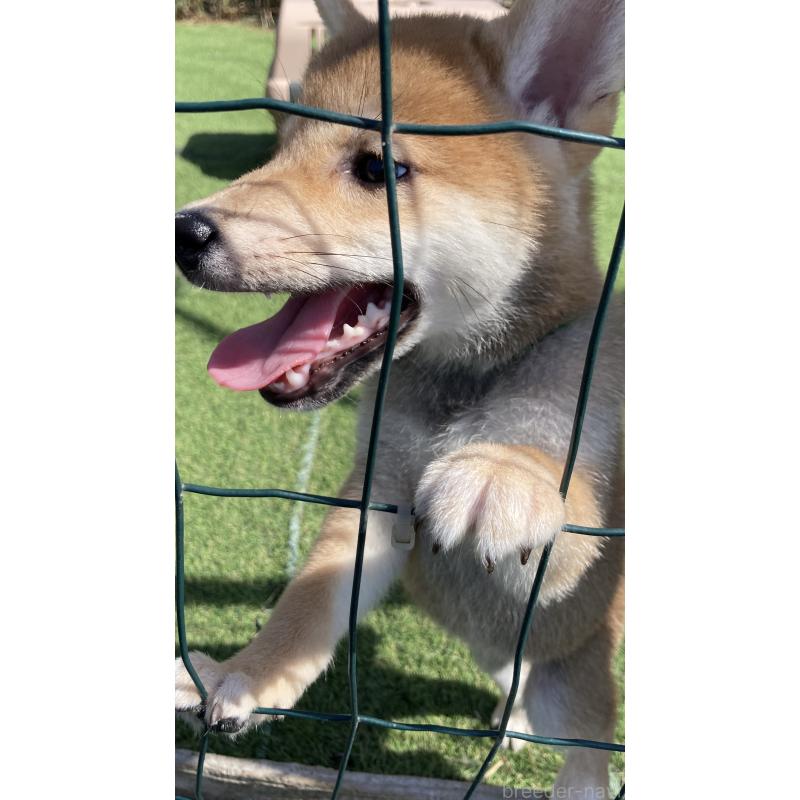 販売中の熊本県の柴犬-401019の5枚目