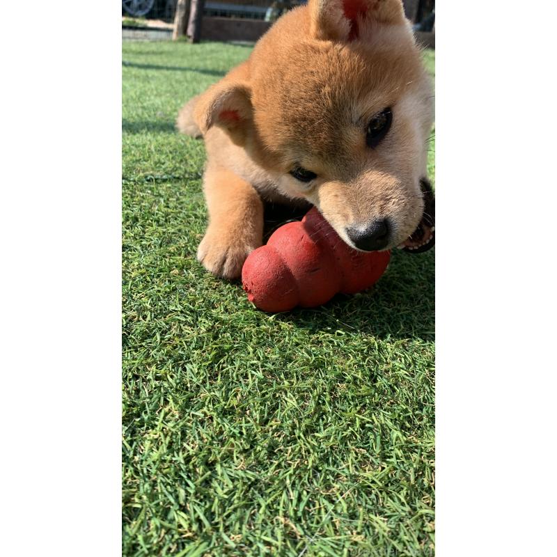 販売中の熊本県の柴犬-401019の4枚目