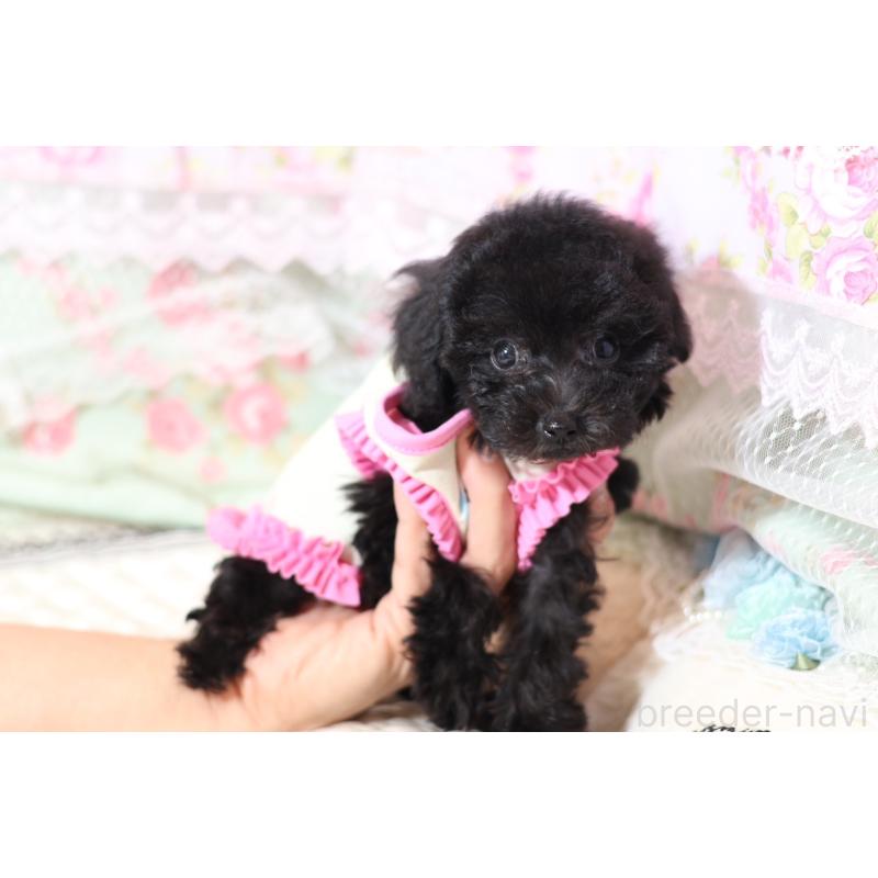 販売中の大阪府のティーカッププードル-425747の5枚目