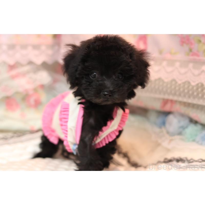 販売中の大阪府のティーカッププードル-425747の3枚目