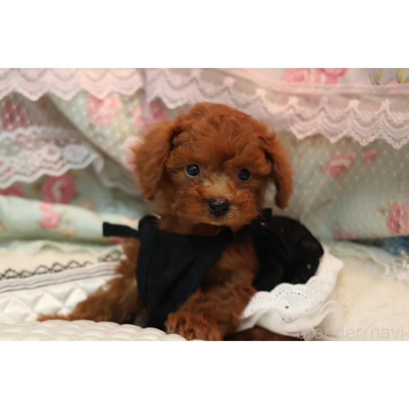 販売中の大阪府のタイニープードル-425748の4枚目
