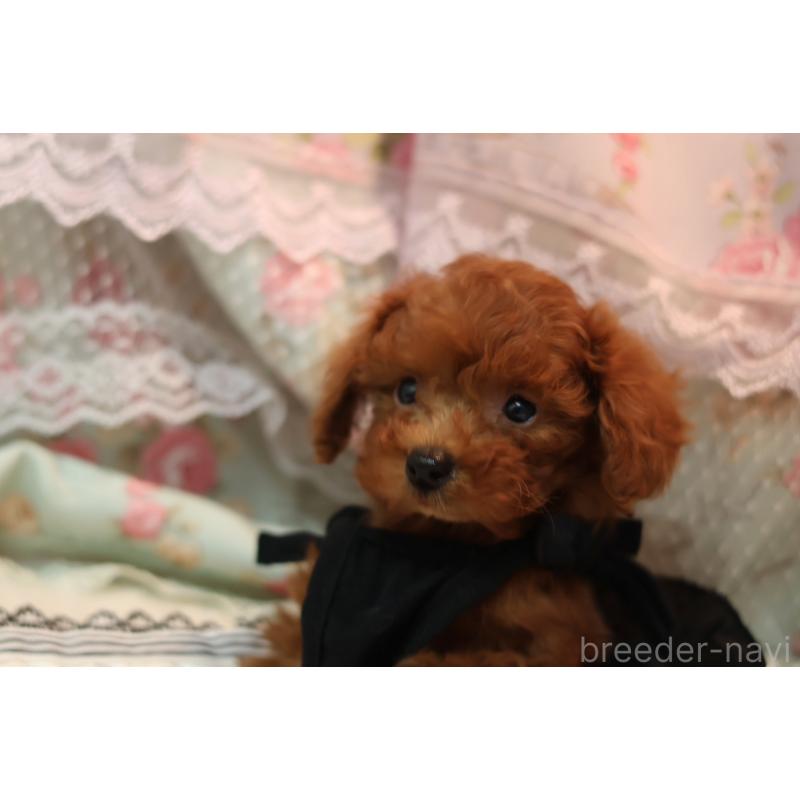 販売中の大阪府のタイニープードル-425748の3枚目