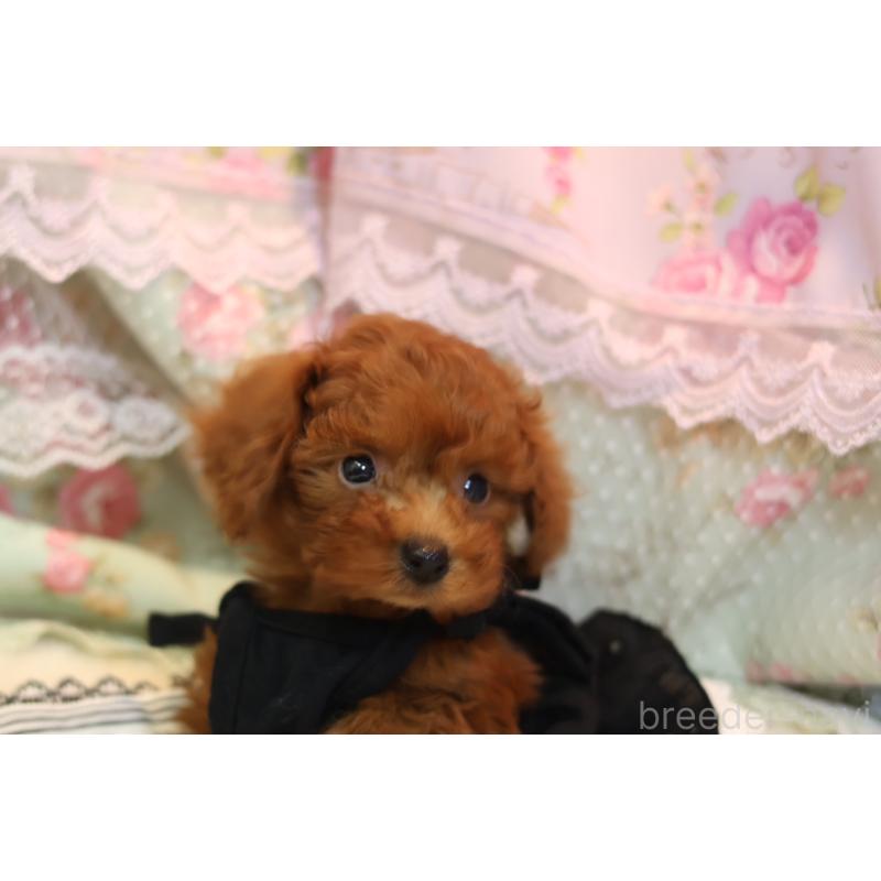 販売中の大阪府のタイニープードル-425748の2枚目