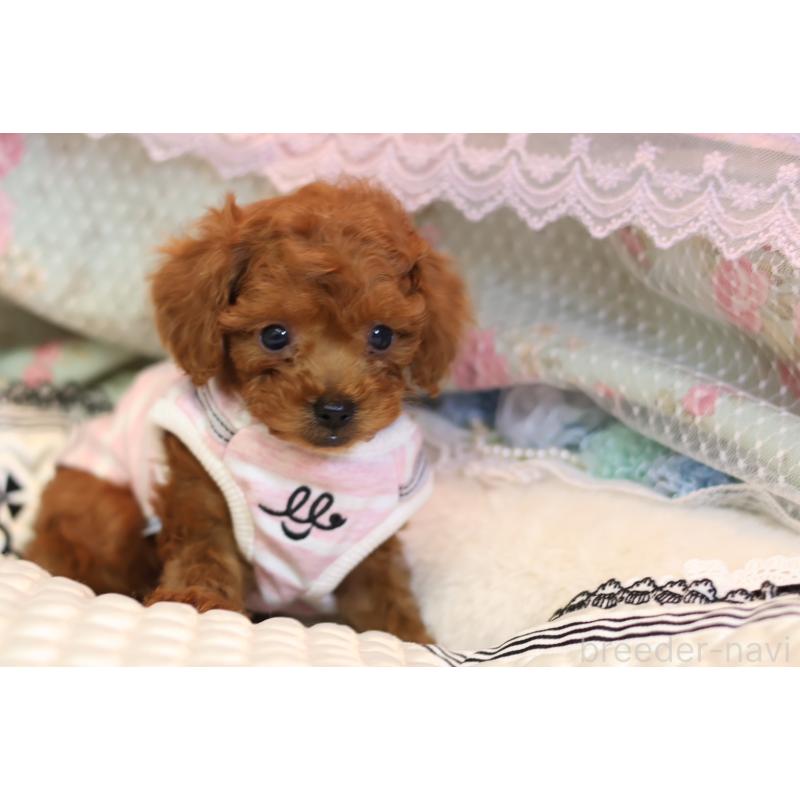 販売中の大阪府のティーカッププードル-425749の5枚目