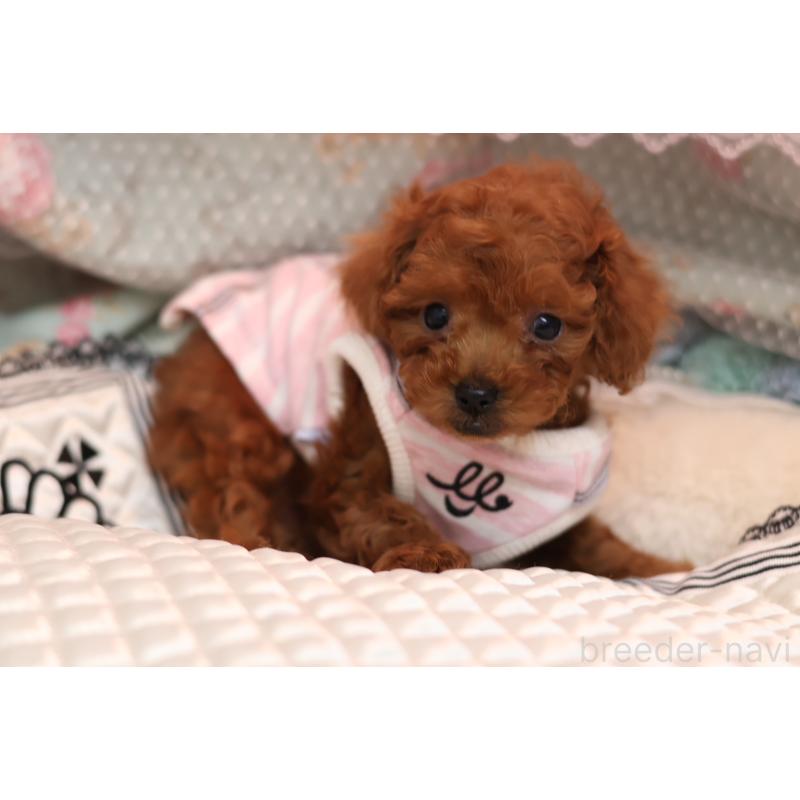 販売中の大阪府のティーカッププードル-425749の4枚目