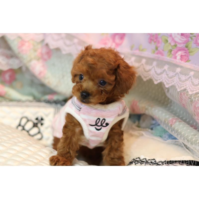 販売中の大阪府のティーカッププードル-425749の3枚目