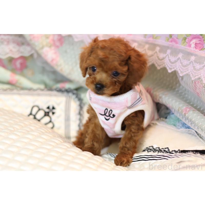 販売中の大阪府のティーカッププードル-425749の2枚目