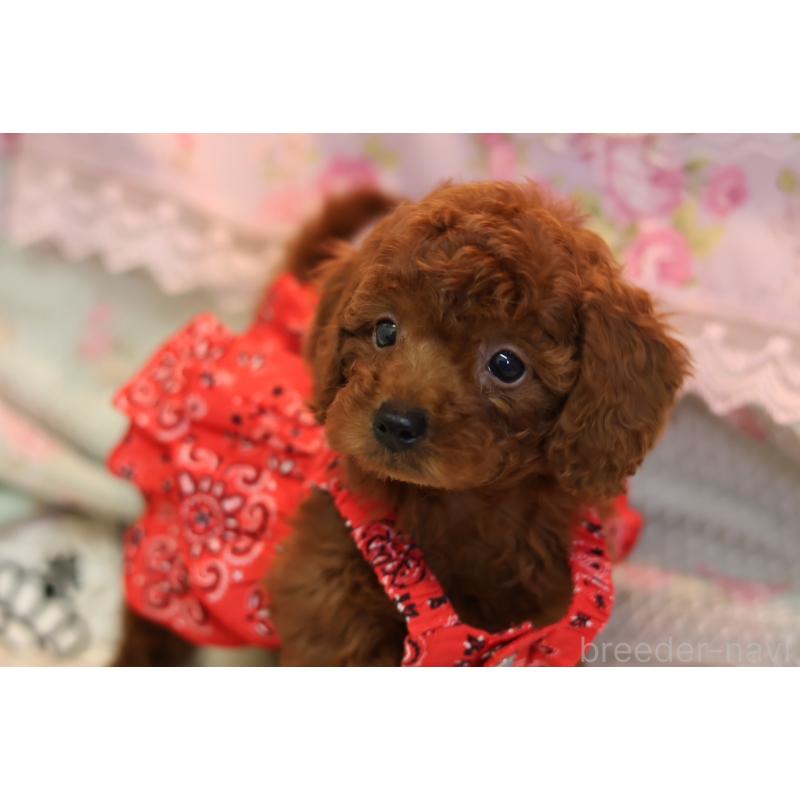 販売中の大阪府のタイニープードル-425753の3枚目