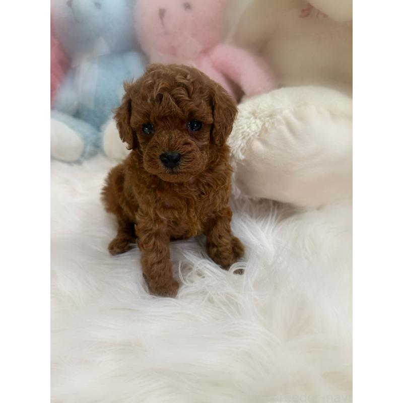 販売中の香川県のトイプードル-425524の6枚目