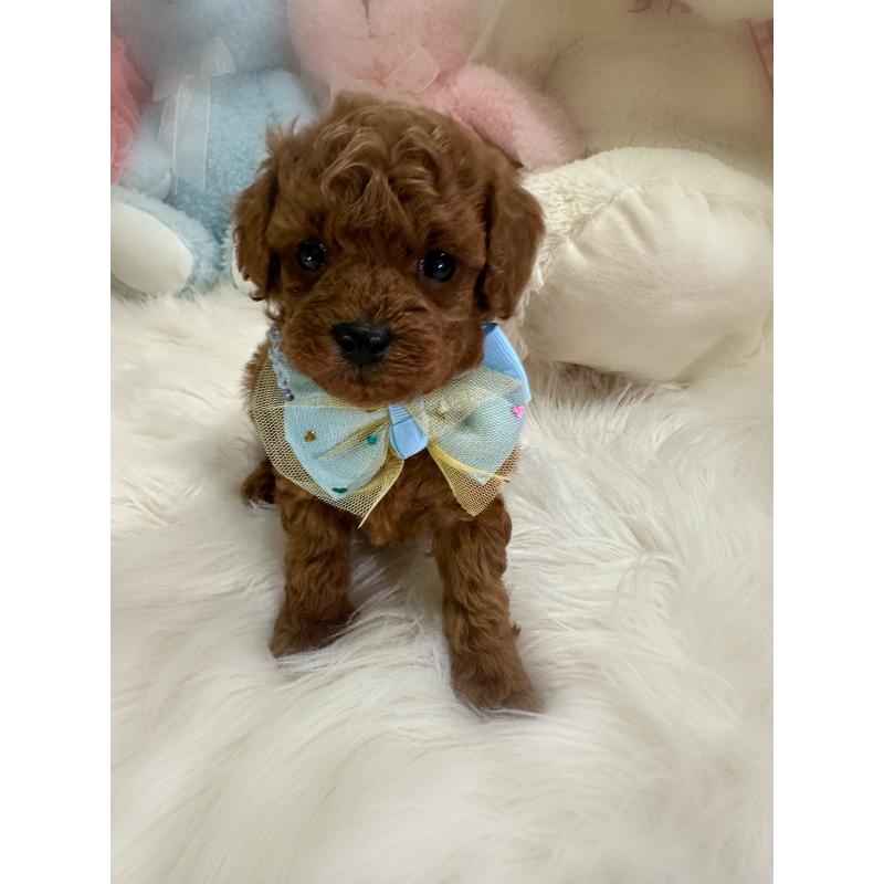 販売中の香川県のトイプードル-425524の5枚目