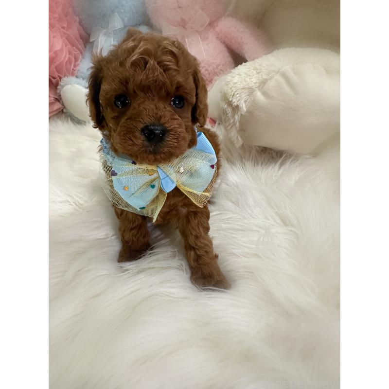 販売中の香川県のトイプードル-425524の4枚目