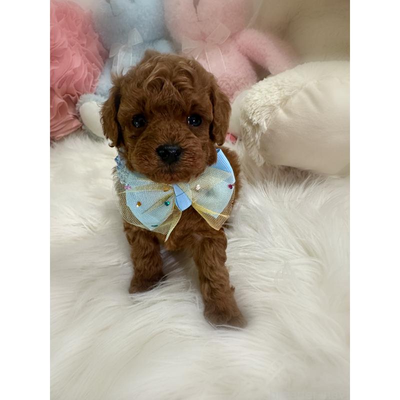 販売中の香川県のトイプードル-425524の3枚目