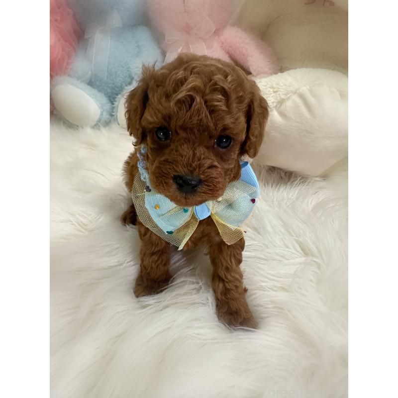 販売中の香川県のトイプードル-425524の2枚目