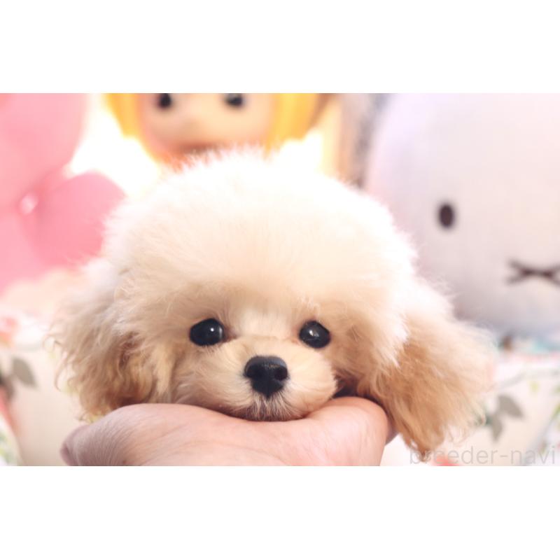 販売中の宮城県のティーカッププードル-423047