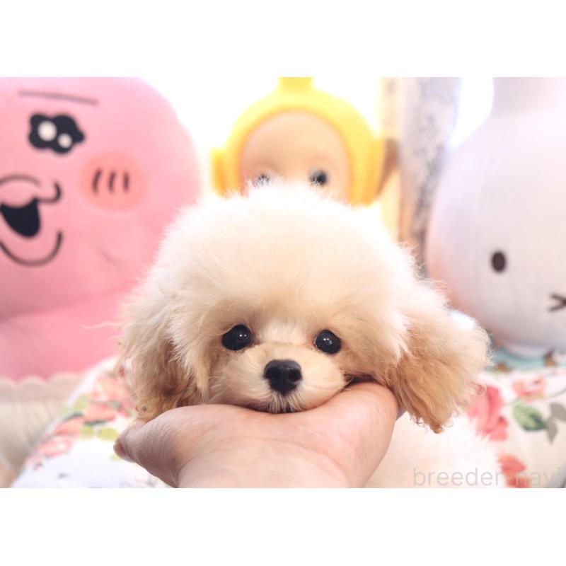 販売中の宮城県のティーカッププードル-423047