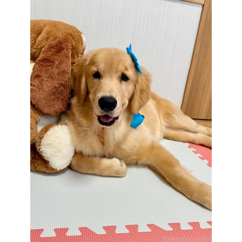 成約済の静岡県のゴールデンレトリーバー-425443の3枚目