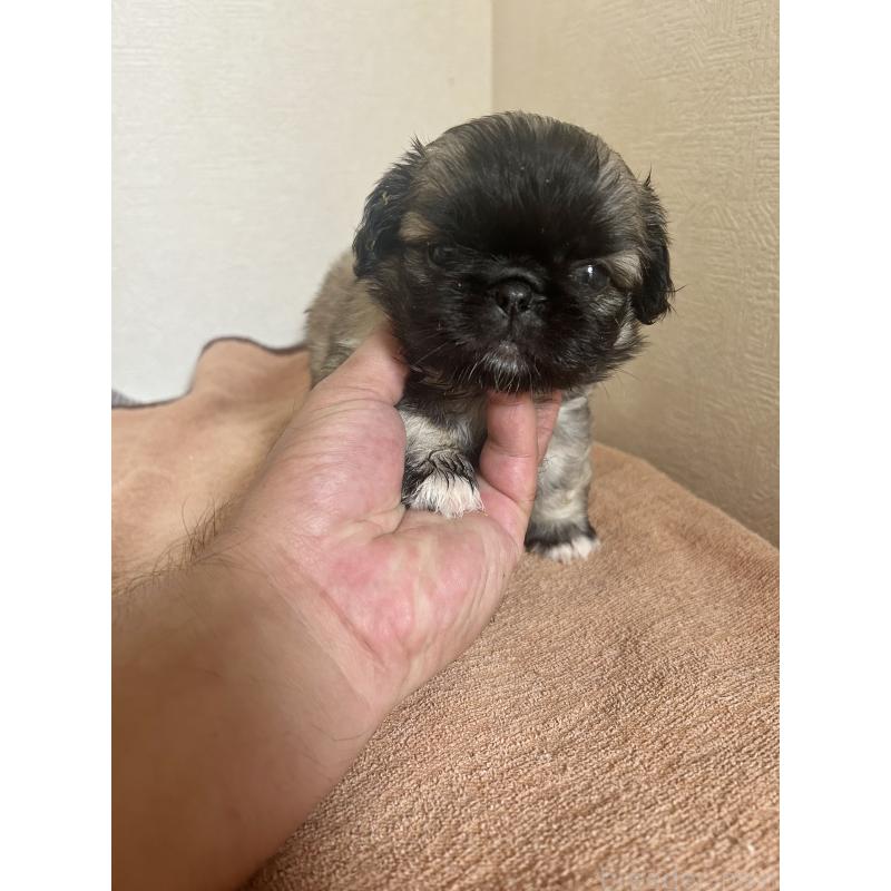 販売中の埼玉県のペキニーズ-425528