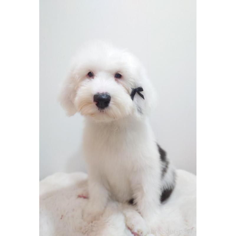 成約済の滋賀県のオールドイングリッシュシープドッグ-415311の2枚目