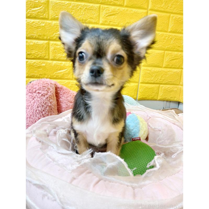 販売中の千葉県のチワワ(ロングコート)-419095の13枚目