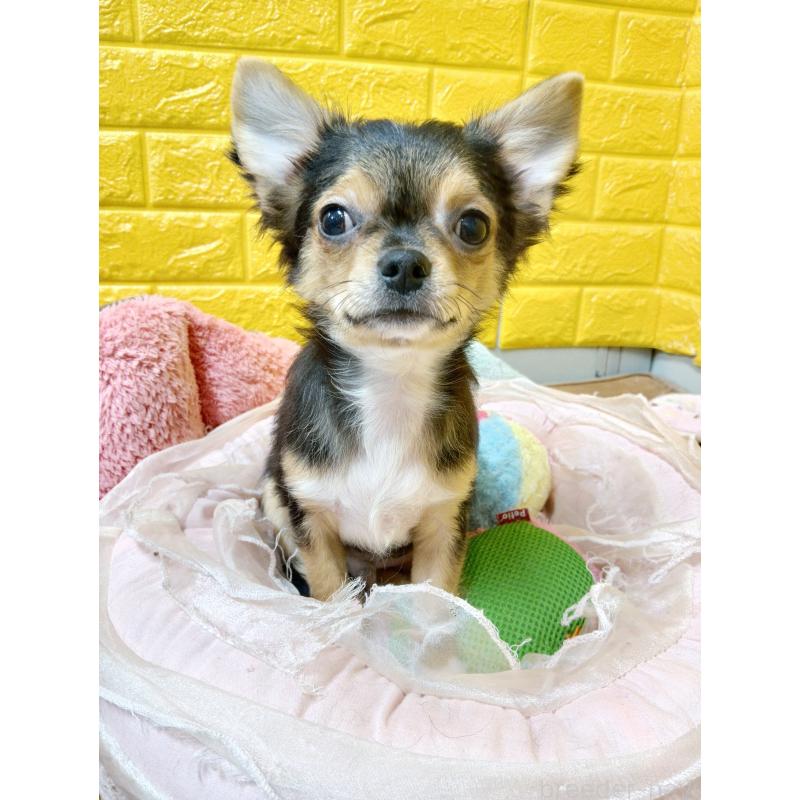 販売中の千葉県のチワワ(ロングコート)-419095の12枚目