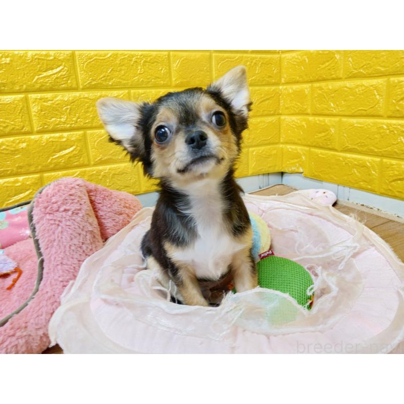 販売中の千葉県のチワワ(ロングコート)-419095の11枚目