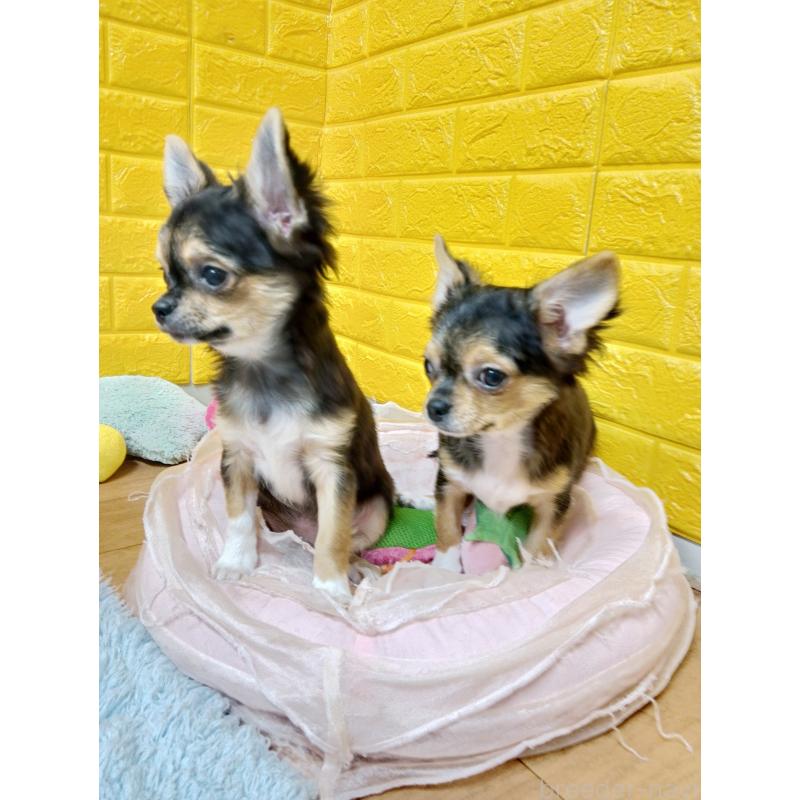 販売中の千葉県のチワワ(ロングコート)-419095の10枚目