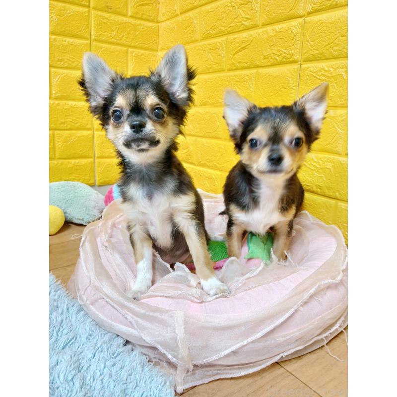 販売中の千葉県のチワワ(ロングコート)-419095の9枚目