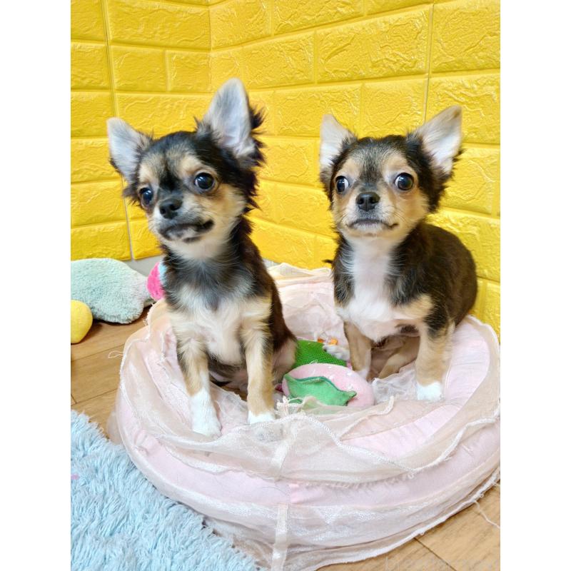 販売中の千葉県のチワワ(ロングコート)-419095の8枚目