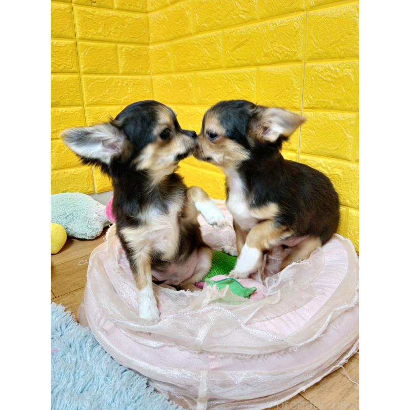 販売中の千葉県のチワワ(ロングコート)-419095の7枚目