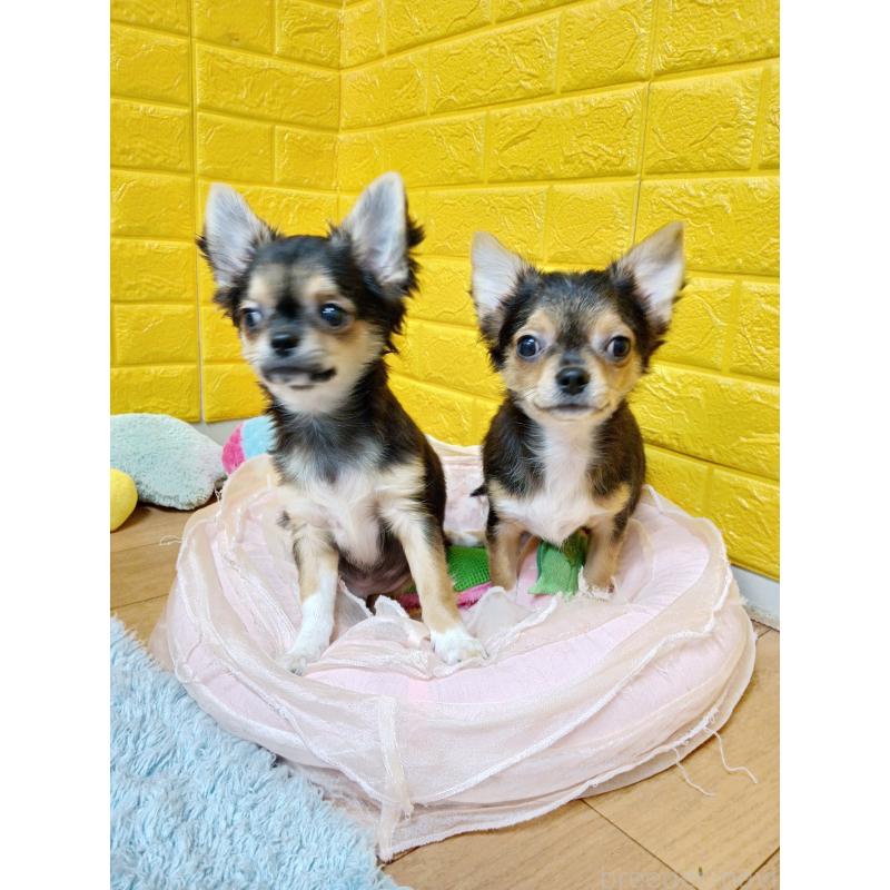 販売中の千葉県のチワワ(ロングコート)-419095の6枚目