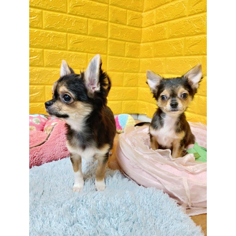 販売中の千葉県のチワワ(ロングコート)-419095の5枚目