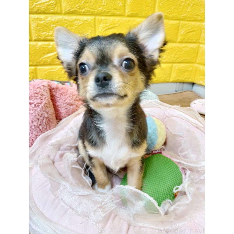 販売中の千葉県のチワワ(ロングコート)-419095の4枚目